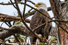 Eagle_DSC03005