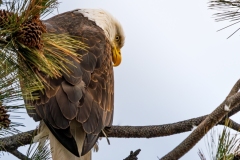 Eagle_DSC03029