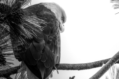 Eagle_DSC03030-2