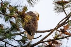 Eagle_DSC03030
