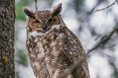 Owl_DSC06328-Enhanced-NR-2-2