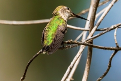 Humming_Bird_DSC07162