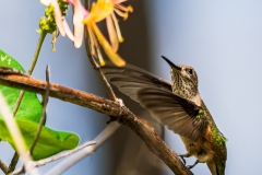 Humming_Bird_DSC07208