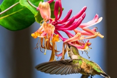 Humming_Bird_DSC07216