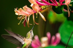 Humming_Bird_DSC07273
