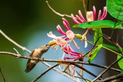 Humming_Bird_DSC07293