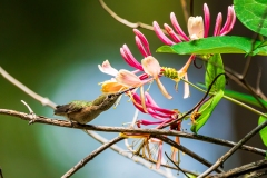 Humming_Bird_DSC07300