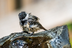 Wet_Finch_DSC07402