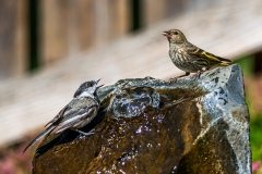 Wet_Bird_DSC07439