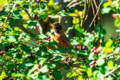 Robin_DSC07468