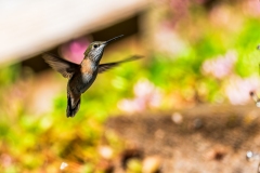 Humming_Bird_DSC07638