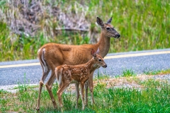 Deer_DSC07808
