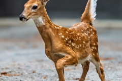 Fawn_DSC07813-2