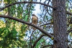 Hawk_DSC08879