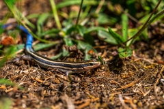 skink_DSC08985