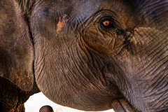 Elephant_DSC_0086-Enhanced-NR-2