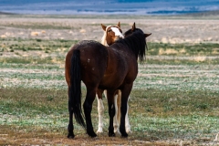 Horse_DSC_6817